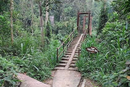 Sinharaja Rainforest Trek Guided Jungle Hiking Experience