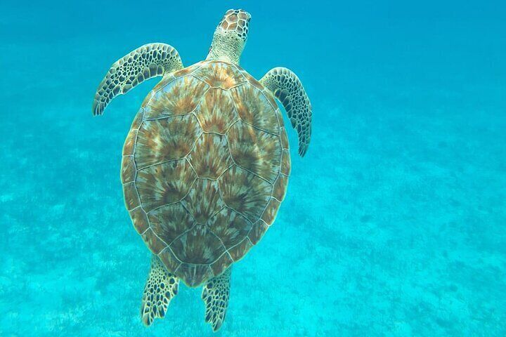 Caye Caulker 3 Stops Belize Barrier Reef Snorkeling Adventure