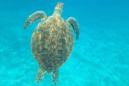 Caye Caulker Marine Reserve Snorkeling Adventure