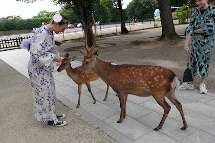 Shore Excursion: Full Day Private Nara Tour from Osaka /Kobe port