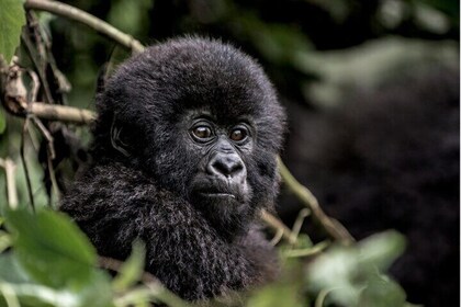 1 Day Gorilla Trekking in Volcanoes NP From Kigali
