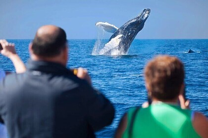 Cabo Whale Watching Cruise