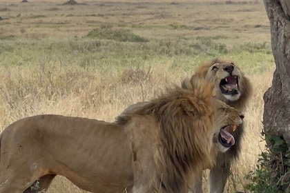 Dar es Salaam 3 Day Private Scenic Safari Tour