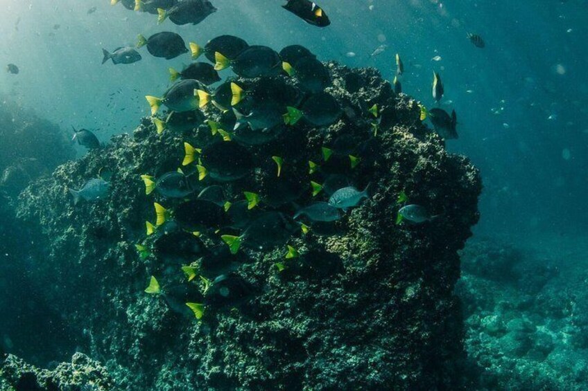 Snorkeling