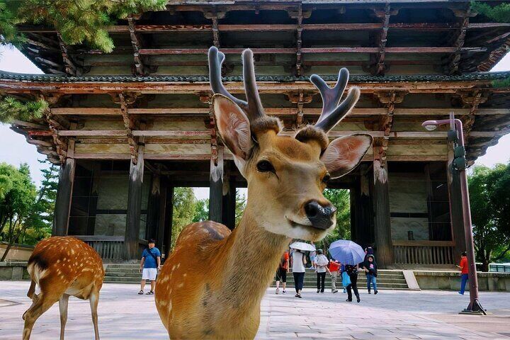 Osaka Kiyomizudera Fushimi Shrine and Nara Deer Sightseeing Trip