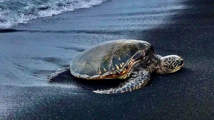 Punalu’u Black Sand Beach Tour - Volcanoes National Park & Hilo