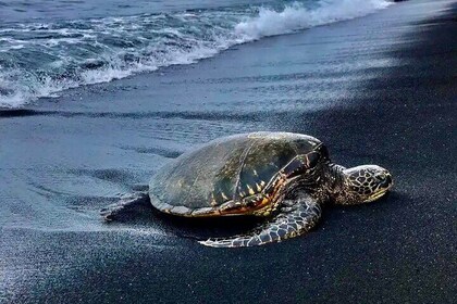 Punalu’u Black Sand Beach Tour - Volcanoes National Park & Hilo