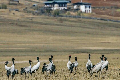 Discover Sri Lanka's UNESCO Heritage Wonders 13 Nights 14 Days