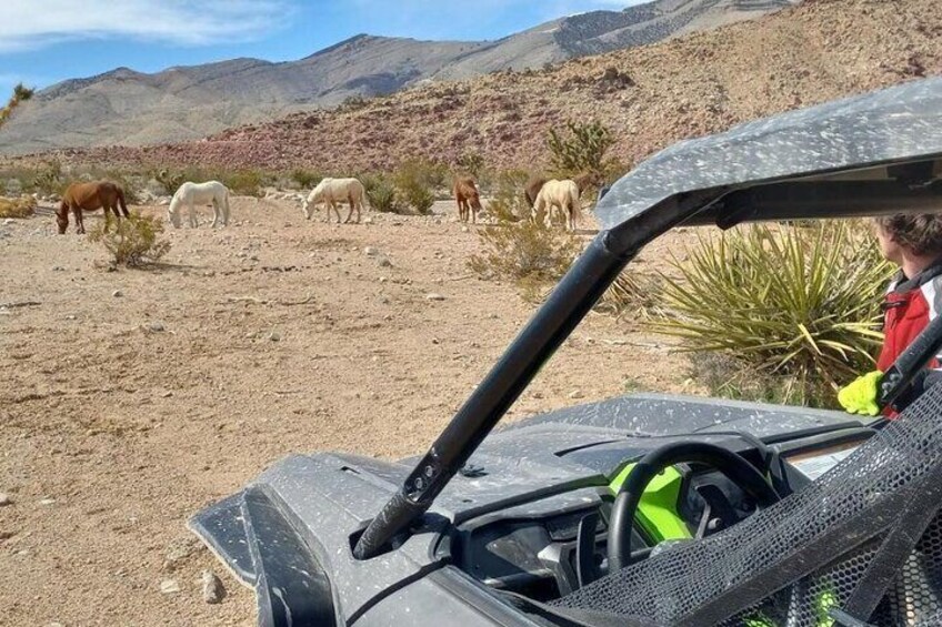 ATV Tours in Las Vegas