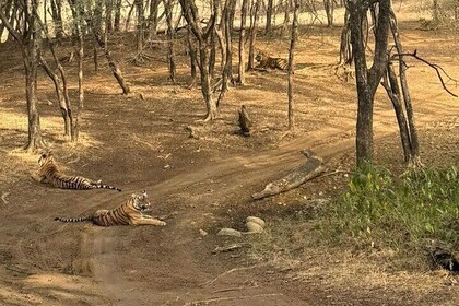 Jim Corbett National Park Car Tour for 2 Days