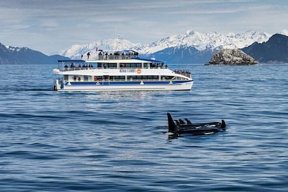 Kenai Fjords National Park Glacier & Wildlife Cruise