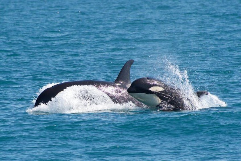 Orca Quest Cruise