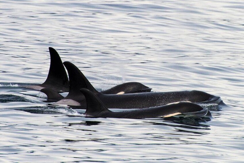 Kenai Fjords Orca Quest Cruise