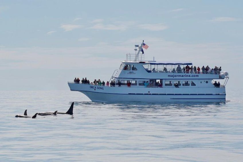 Orca Quest Cruise