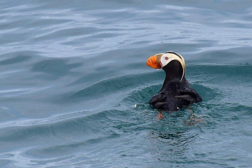 Orca Quest Cruise