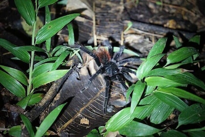 Adventure 4 Days 3 nights Extreme in the jungle