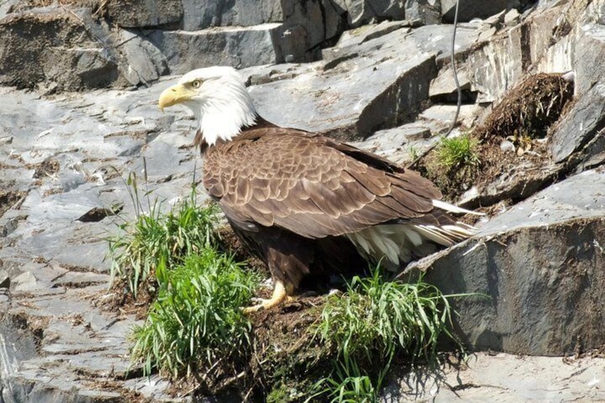 Spring Wildlife Cruise