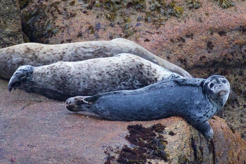 Kenai Fjords and Resurrection Bay Half-Day Wildlife Cruise