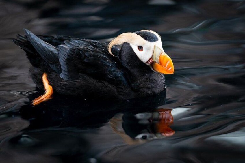 Kenai Fjords and Resurrection Bay Half-Day Wildlife Cruise