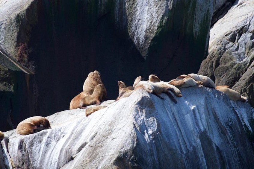 Kenai Fjords and Resurrection Bay Half-Day Wildlife Cruise