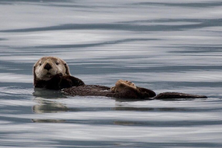 Kenai Fjords and Resurrection Bay Half-Day Wildlife Cruise