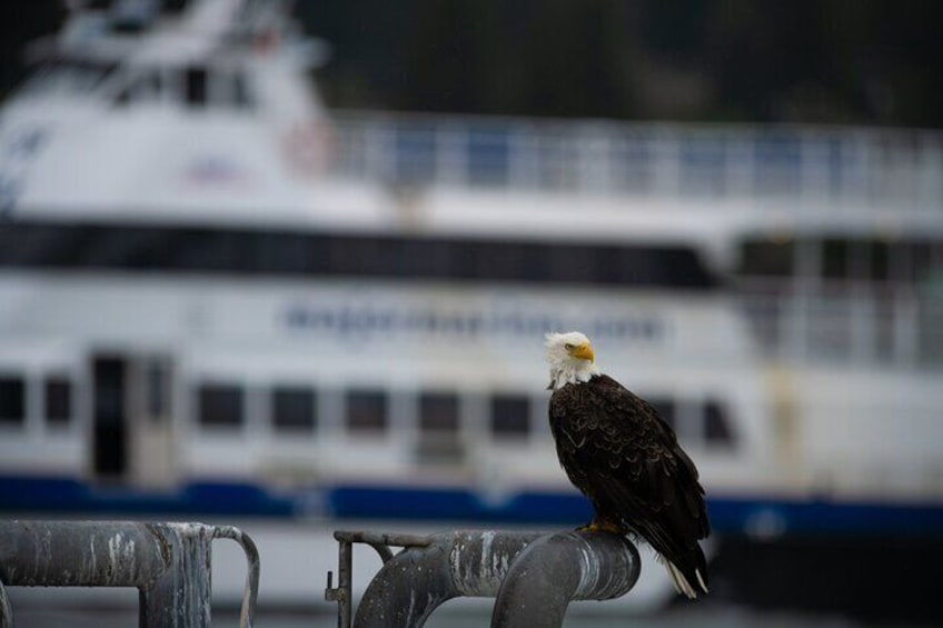 Kenai Fjords and Resurrection Bay Half-Day Wildlife Cruise