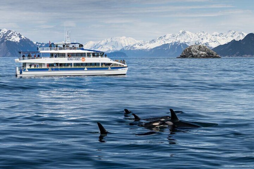 Kenai Fjords and Resurrection Bay Half-Day Wildlife Cruise