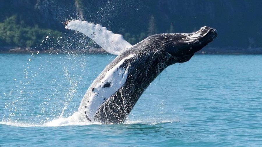 Kenai Fjords and Resurrection Bay Half-Day Wildlife Cruise