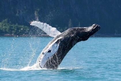 Croisière d'une demi-journée à Kenai Fjords et Résurrection Bay