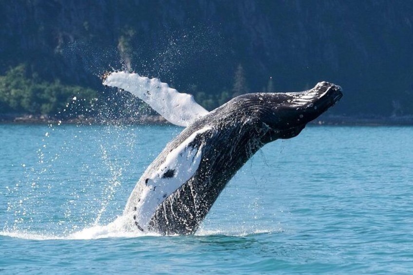 Kenai Fjords and Resurrection Bay Half-Day Wildlife Cruise