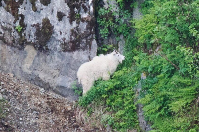 Kenai Fjords and Resurrection Bay Half-Day Wildlife Cruise