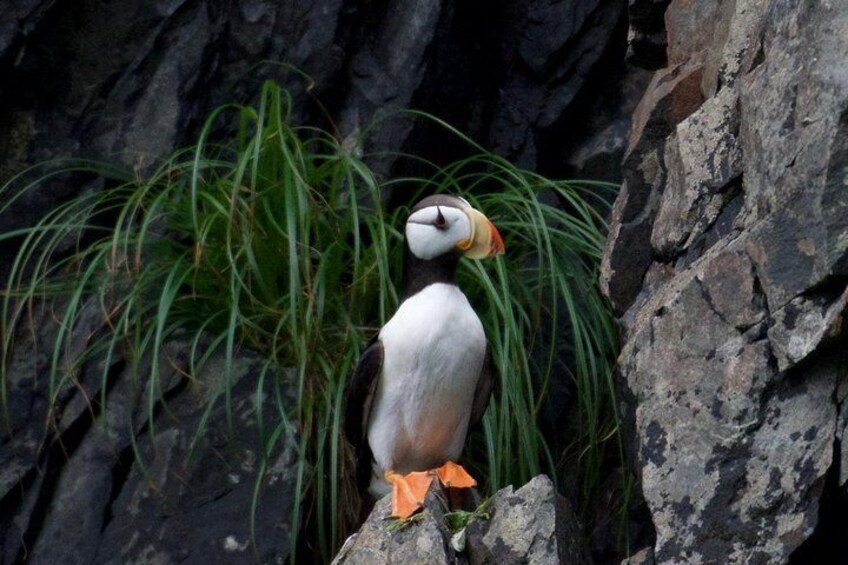 Kenai Fjords and Resurrection Bay Half-Day Wildlife Cruise