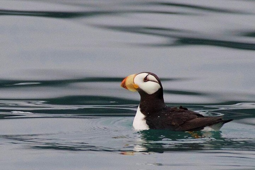 Full-Day Kenai Fjords National Park Cruise