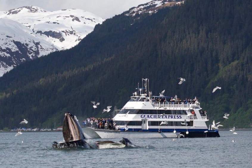 Full-Day Kenai Fjords National Park Cruise