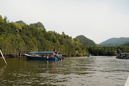 Private Mangrove Boat Tour 2 Hours of Scenic Exploration