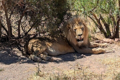 Cape town Aquila Game Reserve Big 5 Safari Half Day With Lunch