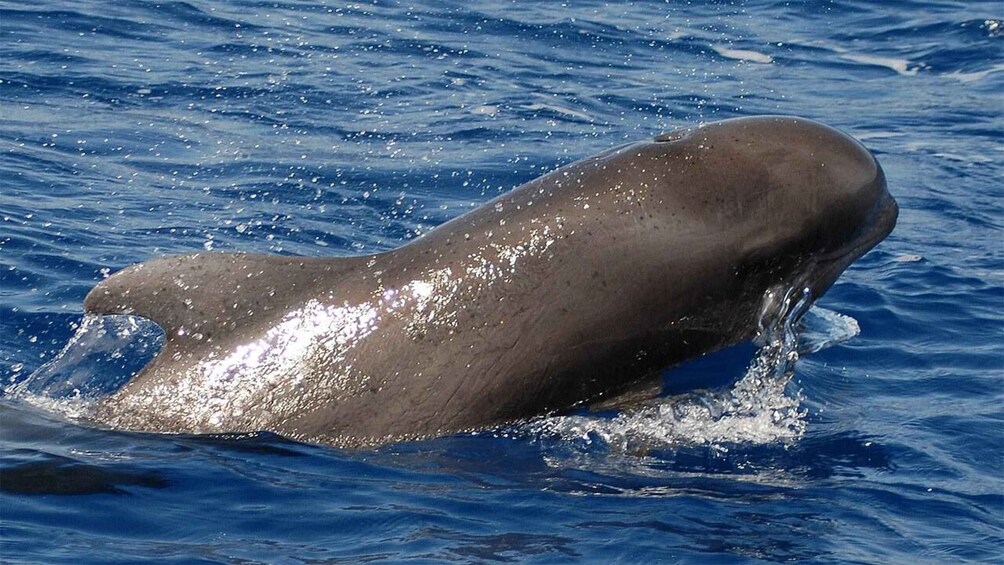 Picture 4 for Activity Los Cristianos: Eco-Yacht Whale Watching Cruise with Swim