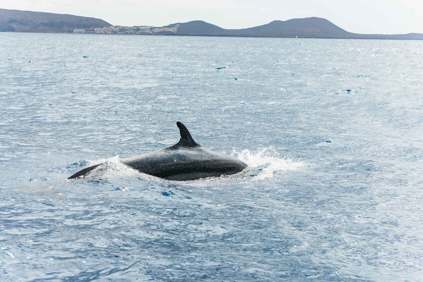 Picture 14 for Activity Los Cristianos: Eco-Yacht Whale Watching Cruise with Swim