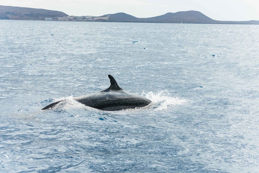 Picture 14 for Activity Los Cristianos: Eco-Yacht Whale Watching Cruise with Swim