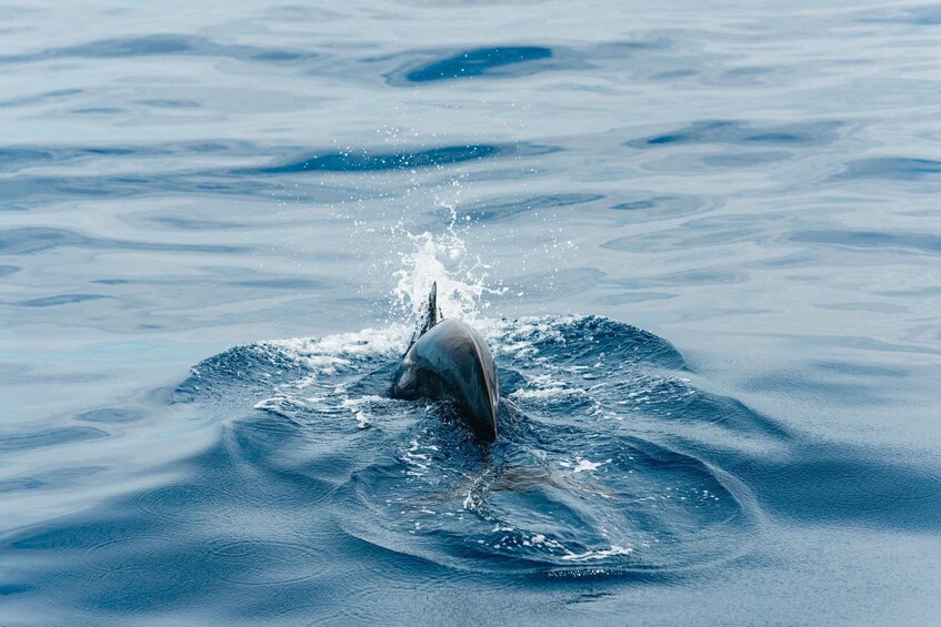 Picture 9 for Activity Los Cristianos: Eco-Yacht Whale Watching Cruise with Swim