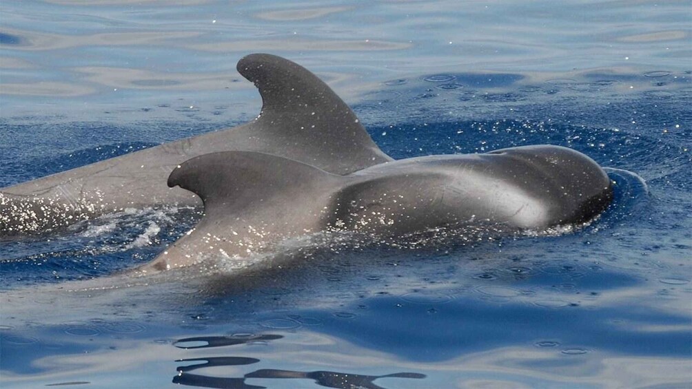 Picture 6 for Activity Los Cristianos: Eco-Yacht Whale Watching Cruise with Swim