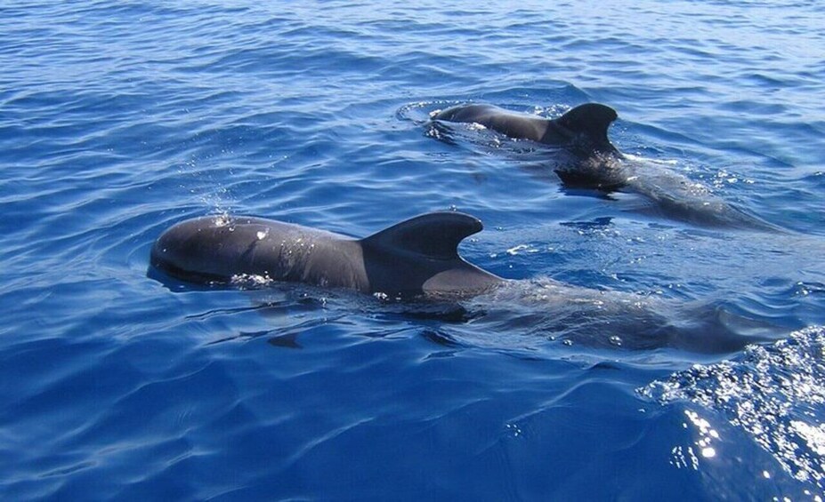 Picture 22 for Activity Los Cristianos: Eco-Yacht Whale Watching Cruise with Swim