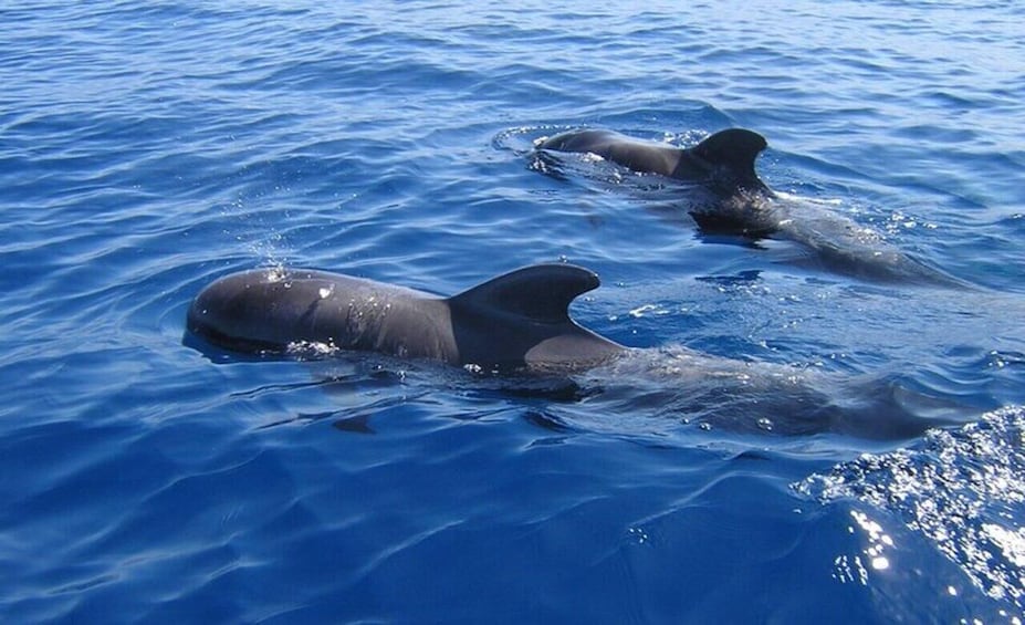 Picture 22 for Activity Los Cristianos: Eco-Yacht Whale Watching Cruise with Swim