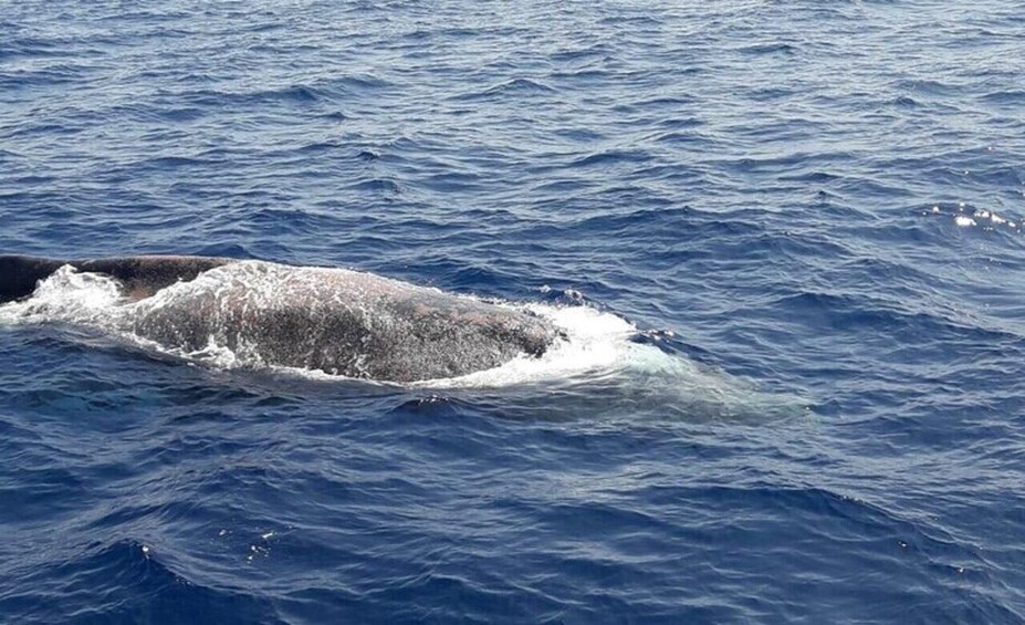 Picture 5 for Activity Los Cristianos: Eco-Yacht Whale Watching Cruise with Swim