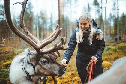 Meet and Feed Reindeer in Rovaniemi