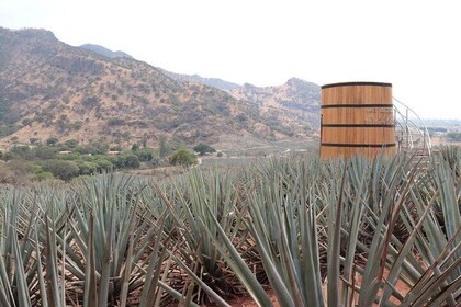 Horseback Riding among Agaves and Food: Experience the Morning in Amatitan