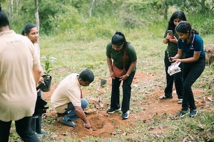 Kandy Yahalatenna Walking Coffee Class Activity