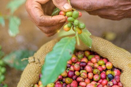 Kandy Yahalatenna Walking Coffee Class Activity