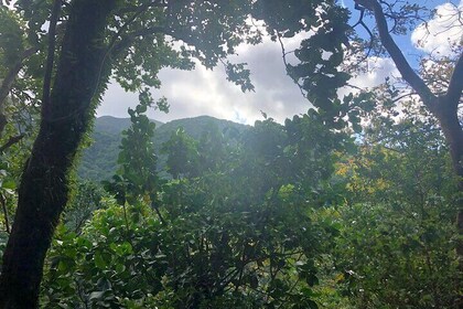 Wingfield Rainforest Hike St Kitts and Romney Manor Adventure