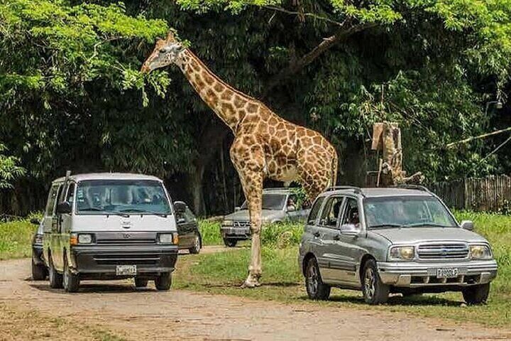 All animals are free.